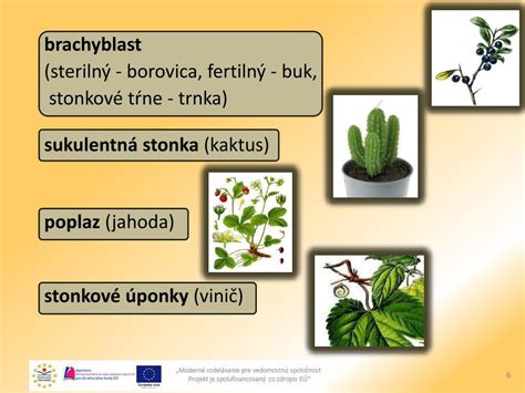 Rôzne typy vegetatívnych rozmnožovacích orgánov