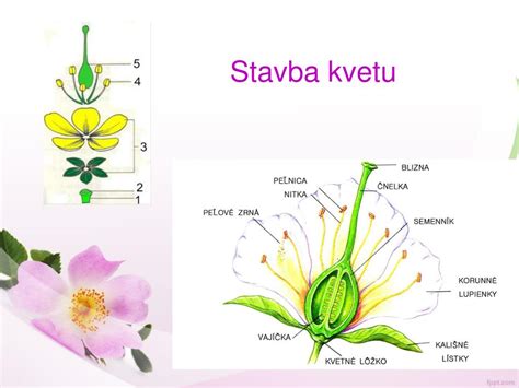 Schéma štruktúry kvetu krytosemenných rastlín