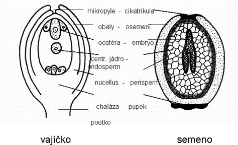 Schéma dozrievania vajíčka vo folikule