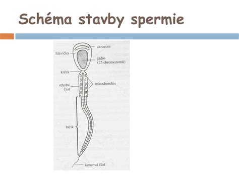 schéma štruktúry spermie a jej pohybu