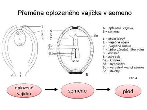Premena vajíčka na semeno a semenníka na plod