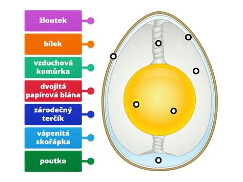 Diagram oplodnenia vajíčka