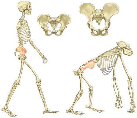 Ilustrácia ľudskej panvy a reprodukčných orgánov