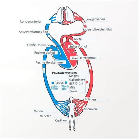 Infografika o vrodených chybách srdca a ich vplyve na krvný obeh