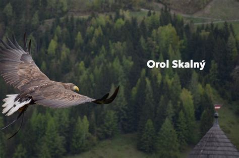 Orol skalný útočiaci na korisť