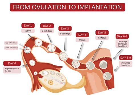 Graphic illustrating the timeline of conception, implantation, and early pregnancy