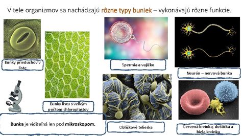 Vplyv chemoterapie na rôzne typy buniek v tele
