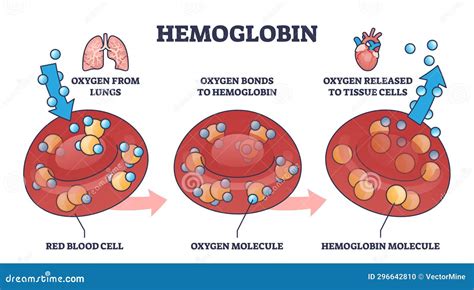 Diagram showing oxygen transport via hemoglobin