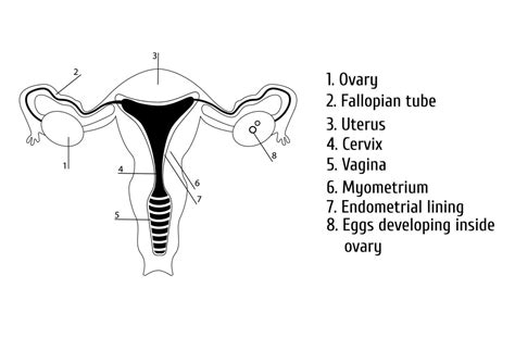 Diagram ženského reprodukčného systému s fázami ovulácie
