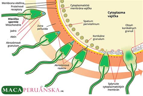 Spermie a vajíčko - cesta k oplodneniu