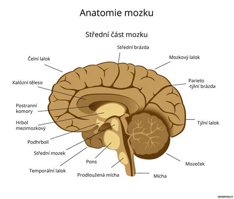Diagram mozgu s vyznačenými oblasťami zodpovednými za pozornosť