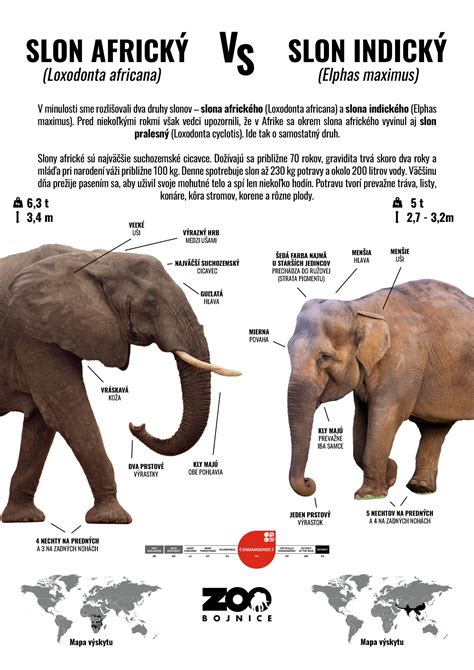 Rozdiel medzi ejakulátom a preejakulátom - infografika