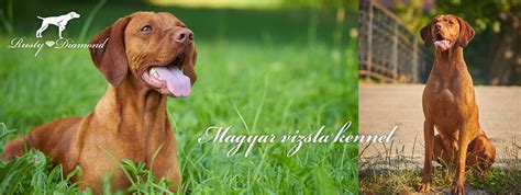 Maďarská vyžla hrajúca sa