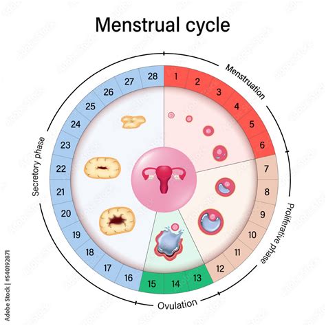Diagram ženského reprodukčného systému s označenými fázami cyklu