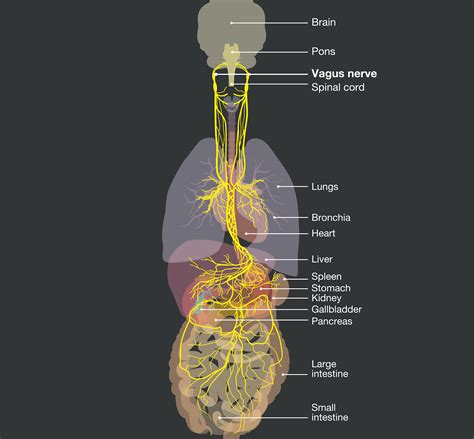Anatomická dráha blúdivého nervu (nervus vagus) v ľudskom tele