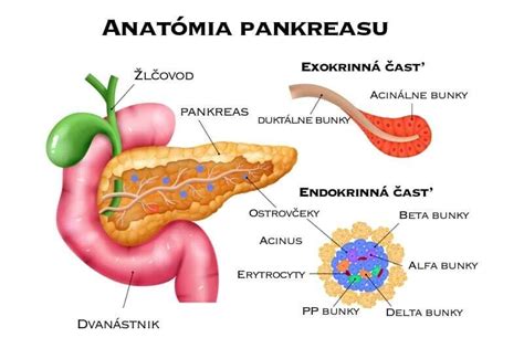 anatómia pankreasu a tráviaceho systému