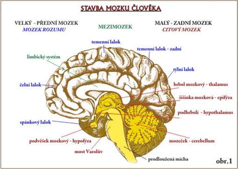 Infografika zobrazujúca zloženie materského mlieka a jeho benefity pre vývoj mozgu
