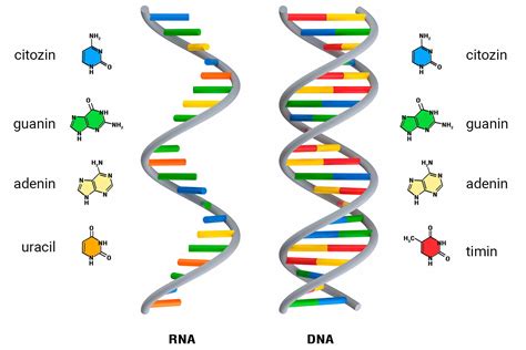 molekula DNA a srdce