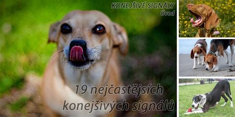 Signály psa pred uhryznutím