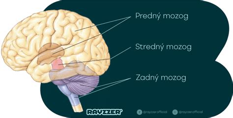 Ľudský mozog a termoregulácia