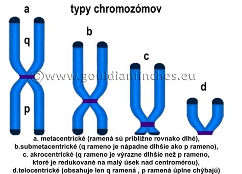 grafické znázornenie biologických chromozómov