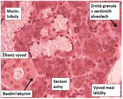 Histologické snímky placenty