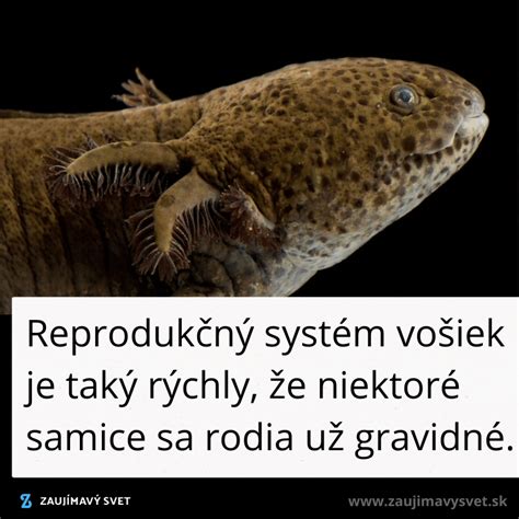 Reprodukčný systém samice králika