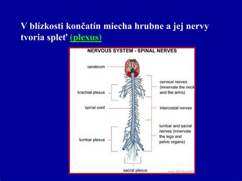 Diagram: Nervové dráhy riadiace močenie - spojenie mozgu a močového mechúra