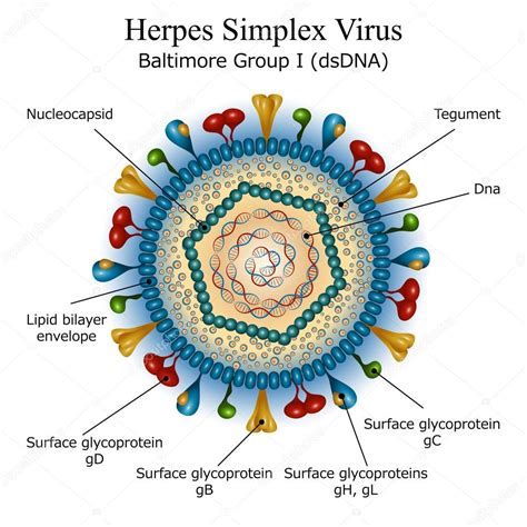 Životný cyklus vírusu herpes simplex