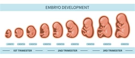 Embryo s formujúcimi sa zmyslami