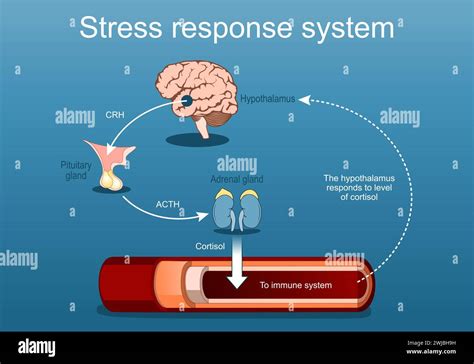 Diagram: Illustration of the impact of magnesium on nervous system health and stress reduction