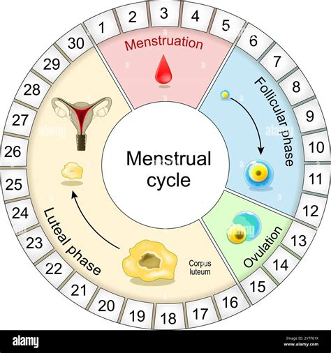 Graphic of menstrual cycle with fertile window