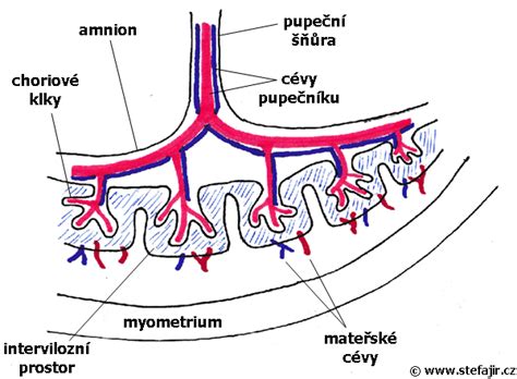 Schéma placenty a pupočníka