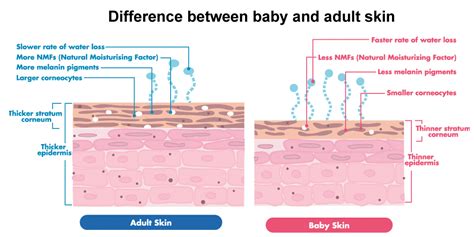 Comparison of infant and adult skin layers