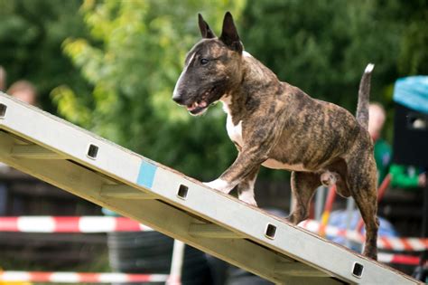 Bulteriér pri výcviku agility