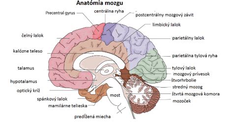 Ilustrácia ľudského mozgu s vyznačeným mozočkom