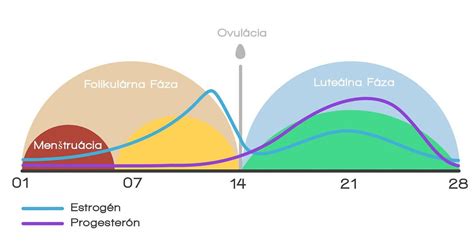 Grafické znázornenie fáz menštruačného cyklu a hormonálnych zmien