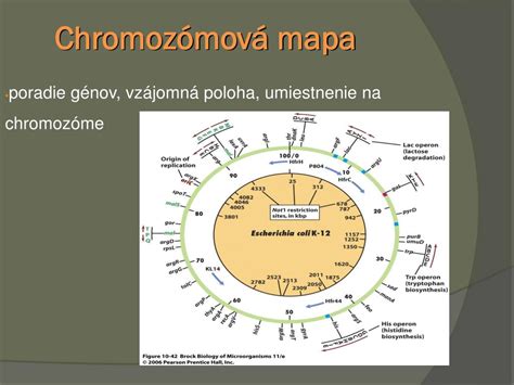 Dedičnosť hemofílie na chromozóme X