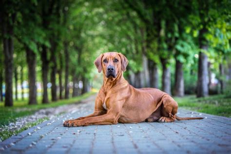 rodézsky ridgeback v prírodnom prostredí