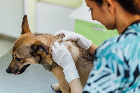 veterinárna kontrola pštrosa