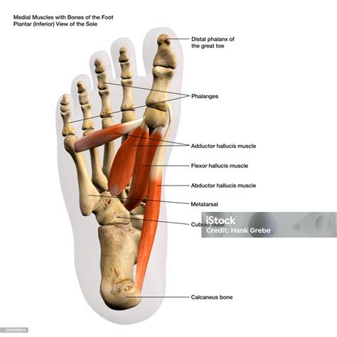 Anatomický diagram ľudského chodidla s vyznačenými klenbami