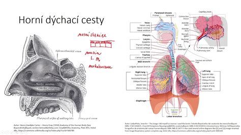 Infografika: Anatomický prierez dýchacích ciest s vyznačením kašľového reflexu