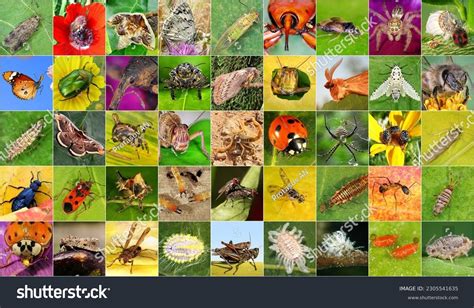 Thematic image: Diverse insects and outdoor environment