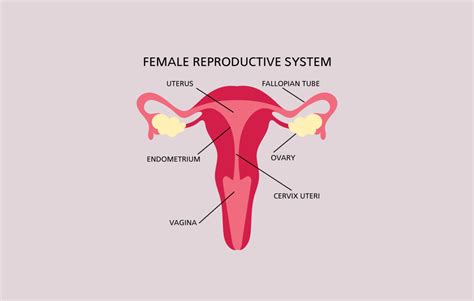 Diagram of the uterine cavity during a missed abortion
