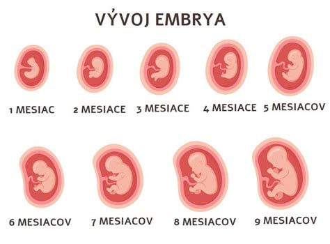 Zobrazenie vývoja viacpočetného tehotenstva v maternici