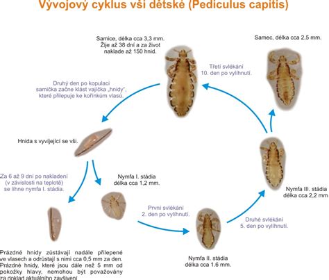 Cyklus vši detskej a prevencia zavšivenia