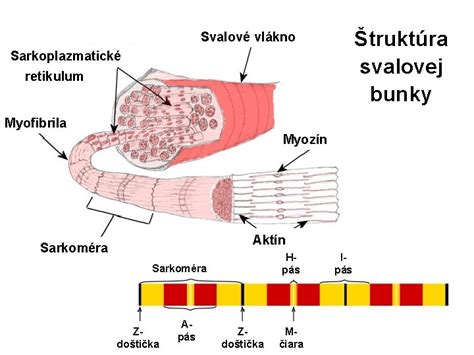 Detailná štruktúra kolagénových vlákien