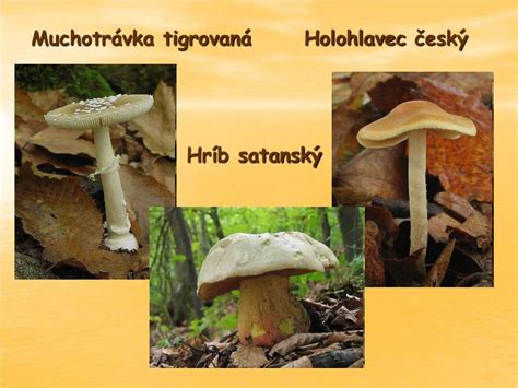 Jedovaté huby a rastliny