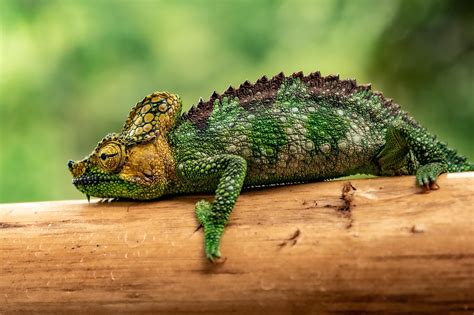 Chameleón s vystreleným jazykom chytajúci hmyz