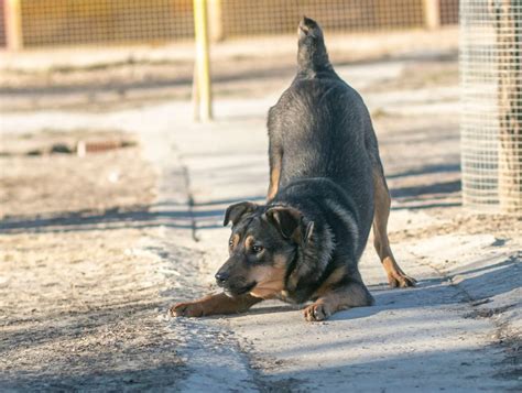 Medzištátna adopcia